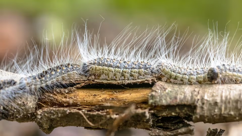 la chenille Processionnaire du Chêne