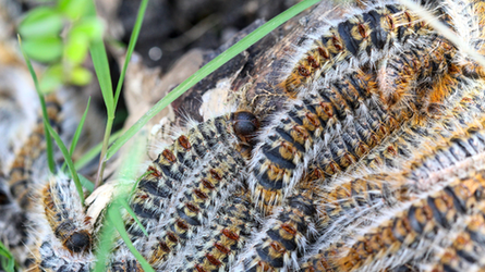 la chenille processionnaire du pin
